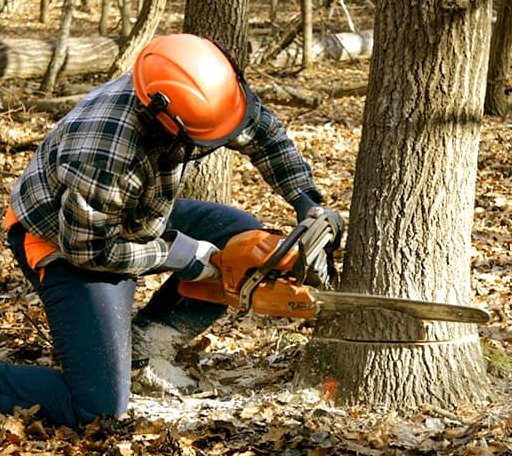 Tree Removal in Bono, AR
